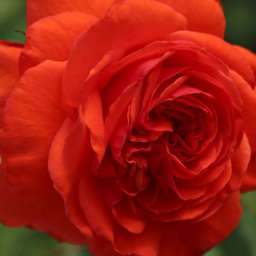 Красные, малиновые,  ярко-розовые сорта плетистых роз САЛИТА