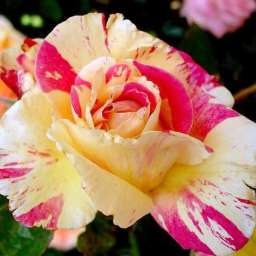 Нежно-розовые, кремовые и белые сорта плетистых роз ВАНИЛЬ ФРЕЗ