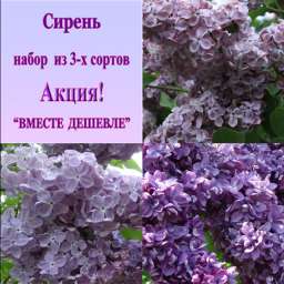 Мулатка+Огни Донбасса+Мечта, h=80-100 см