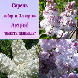 Ами Шотт+Бель де Нанси+Рит Брайдегом, h=60-65 см