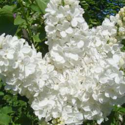 СИРЕНЬ РИТ БРАЙДЕНГОМ, h=65 см