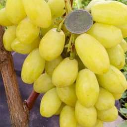 Виноград с жёлто-зелёными ягодами БАНАНАС, 2 года, ОКС