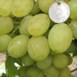 Виноград с жёлто-зелёными ягодами БЛОНДИНКА, 2 года,  ОКС