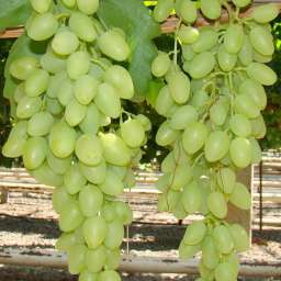Очень ранние сорта  винограда привитого Кишмиш ДОЛГОЖДАННЫЙ, контейнер 2,2 л, 2 года