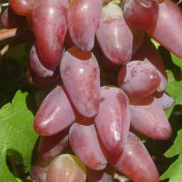 Виноград с розовыми ягодами ДУБОВСКИЙ РОЗОВЫЙ, контейнер 2,2 л, 2 года