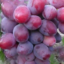 Виноград с розовыми ягодами ЭВЕРЕСТ, контейнер 5 л, 2 года