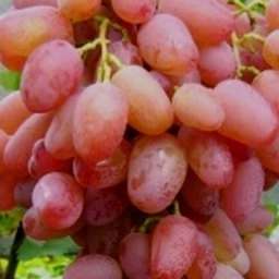 Виноград с розовыми ягодами ГЕЛИОС, 2 года, ОКС