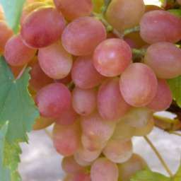 Ранние сорта винограда  привитого ГУРМАН РАННИЙ, контейнер 2,2 л, 2 года