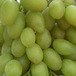 Виноград с жёлто-зелёными ягодами ИЛЛАРИЯ, контейнер 5 л, 2 года