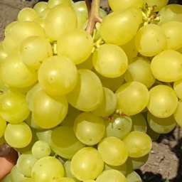 Сверхранние сорта винограда Кишмиш ЦИМУС, контейнер 2,2 л, 2 года