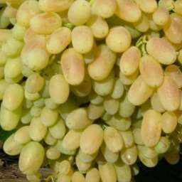 Виноград с жёлто-зелёными ягодами Кишмиш ГЕЛИОДОР, 2 года, ОКС