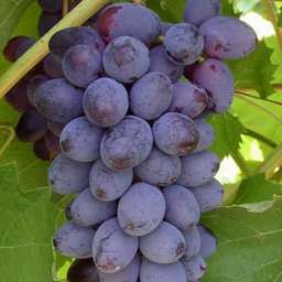Очень ранние сорта  винограда привитого Кишмиш ЮПИТЕР мускат, контейнер 2,2 л, 2 года