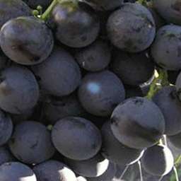 Ранние сорта винограда  привитого КОНСУЛ, контейнер 5 л, 2 года