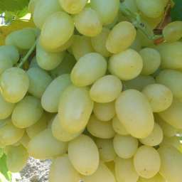 Виноград с жёлто-зелёными ягодами ЛАНДЫШ, 2 года, ОКС