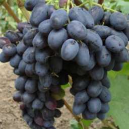 Виноград с сине-чёрными ягодами ЛОРАНО, 2 года, ОКС
