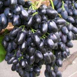 Виноград с сине-чёрными ягодами НАДЕЖДА АЗОС, 2 года, ОКС