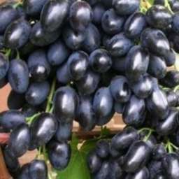Виноград с сине-чёрными ягодами НАДЕЖДА РАННЯЯ, контейнер 2,2 л, 2 года