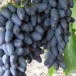 Виноград с сине-чёрными ягодами РОМБИК, контейнер 2,2 л, 2 года