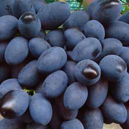 Виноград с сине-чёрными ягодами РУСЛАН, 2 года, ОКС