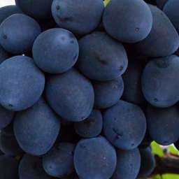 Виноград с сине-чёрными ягодами СФИНКС, контейнер 5 л, 2 года