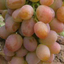 Сверхранние сорта винограда ХАМЕЛЕОН, контейнер 5 л, 2 года