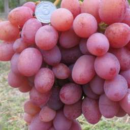 Очень ранние сорта  винограда привитого ЛИВИЯ мускат, контейнер 2,2 л, 2 года