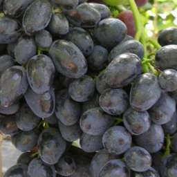 Виноград с сине-чёрными ягодами ЗАБАВА/Лора чёрная, контейнер 5 л, 2 года