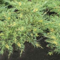 ХВОЙНЫЕ культуры МОЖЖЕВЕЛЬНИК пёстрый VARIEGATA, d=80-100 см