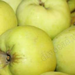 Сорта яблони с высокой  зимостойкостью АНТОНОВКА, 1 год