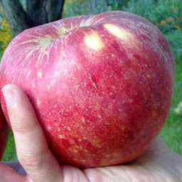 Сорта яблони с высокой  зимостойкостью АПОРТ АЛЕКСАНДР, 2 года