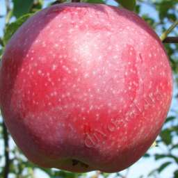 Зимние сорта яблонь АРЛЕТ, 2 года