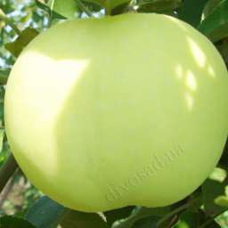 Сорта яблони с высокой  зимостойкостью БЕЛЫЙ НАЛИВ, 2 года