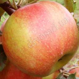 Сорта  яблони с дегустационной оценкой  4,7-5,0 балла ЧЕМПИОН, 2 года