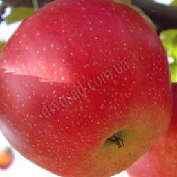 Зимние сорта яблонь ЧЕМПИОН АРНО, 2 года
