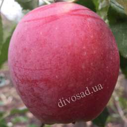 Сорта  яблони с дегустационной оценкой  4,7-5,0 балла ДАРК РУБИН, 2 года