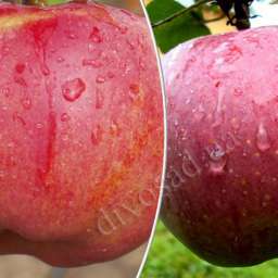 Сорта  яблони с дегустационной оценкой  4,7-5,0 балла АПОРТ АЛЕКСАНДР+ФЛОРИНА, контейнер 7 л, 3 года