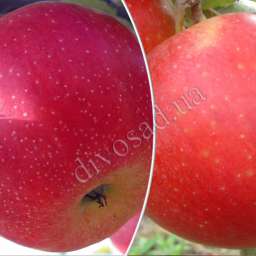 Сорта  яблони с дегустационной оценкой  4,7-5,0 балла БРЕБУРН ХИЛЛВЕЛЛ+ЭВЕЛИНА, контейнер 7 л, 3 года
