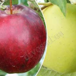 Сорта  яблони с дегустационной оценкой  4,7-5,0 балла МОДИ+ГОЛДЕН ДЕЛИШЕС, контейнер 7 л, 3 года