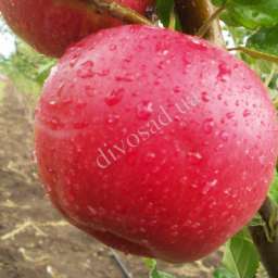 Сорта  яблони с дегустационной оценкой  4,7-5,0 балла ДЖОНАГОРЕД (ГОРЕЦ), 2 года