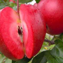 Зимние сорта яблонь ЭРА с красной мякотью, 2 года
