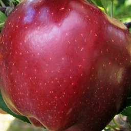 Зимние сорта яблонь ЭРЛИ РЕД ВАН, 2 года