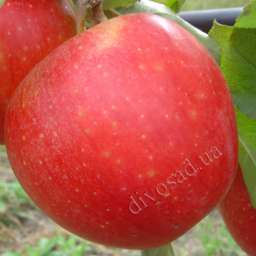 Сорта  яблони с дегустационной оценкой  4,7-5,0 балла ЭВЕЛИНА, 2 года