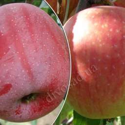 Зимние сорта яблонь КАТЕРИНА+ФЛОРИНА, контейнер 7 л  3 года