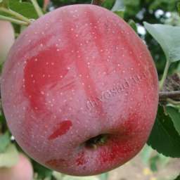 Сорта яблони с высокой устойчивостью к парше ФЛОРИНА, 2 года