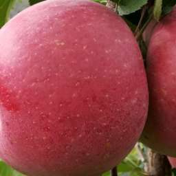 Сорта  яблони с дегустационной оценкой  4,7-5,0 балла ФУДЖИ АЦТЕК, 2 года
