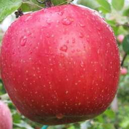 Сорта  яблони с дегустационной оценкой  4,7-5,0 балла ФУДЖИ КИКУ-8, 2 года