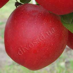 Сорта яблони с высокой  зимостойкостью ГАЛА ГАЛАКСИ, 2 года