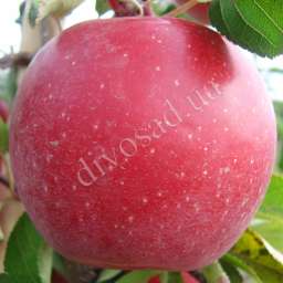 Сорта яблони с высокой  зимостойкостью ГРАФ ЭЗЗО, 2 года