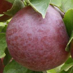 Сорта яблони с высокой  зимостойкостью КНЯЖНА, 2 года