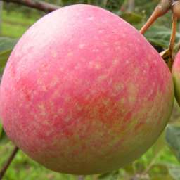 Сорта яблони с высокой устойчивостью к парше КОНФЕТНОЕ, контейнер 7 л, 3 года